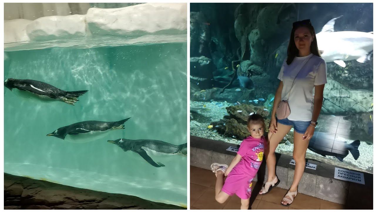 ВЛОГ 19.06.23 ПОСЕТИЛИ ОКЕАНАРИУМ В ЛАЗАРЕВСКОМ\РУССКОЕ ЗАСТОЛЬЕ\ЦЕНЫ НА ПЛЯЖЕ БАГРАТИОН
