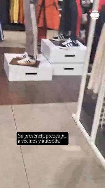 Семья кабанов зашла в ТЦ