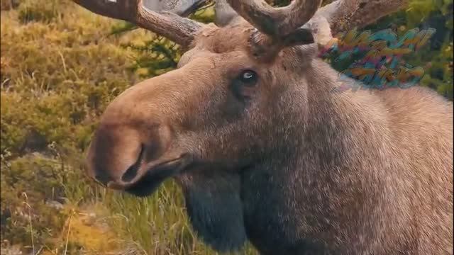 ♫ Колыма, северный КРАЙ, 2025