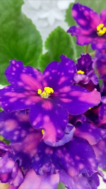 Фиалка РС-Метагалактика