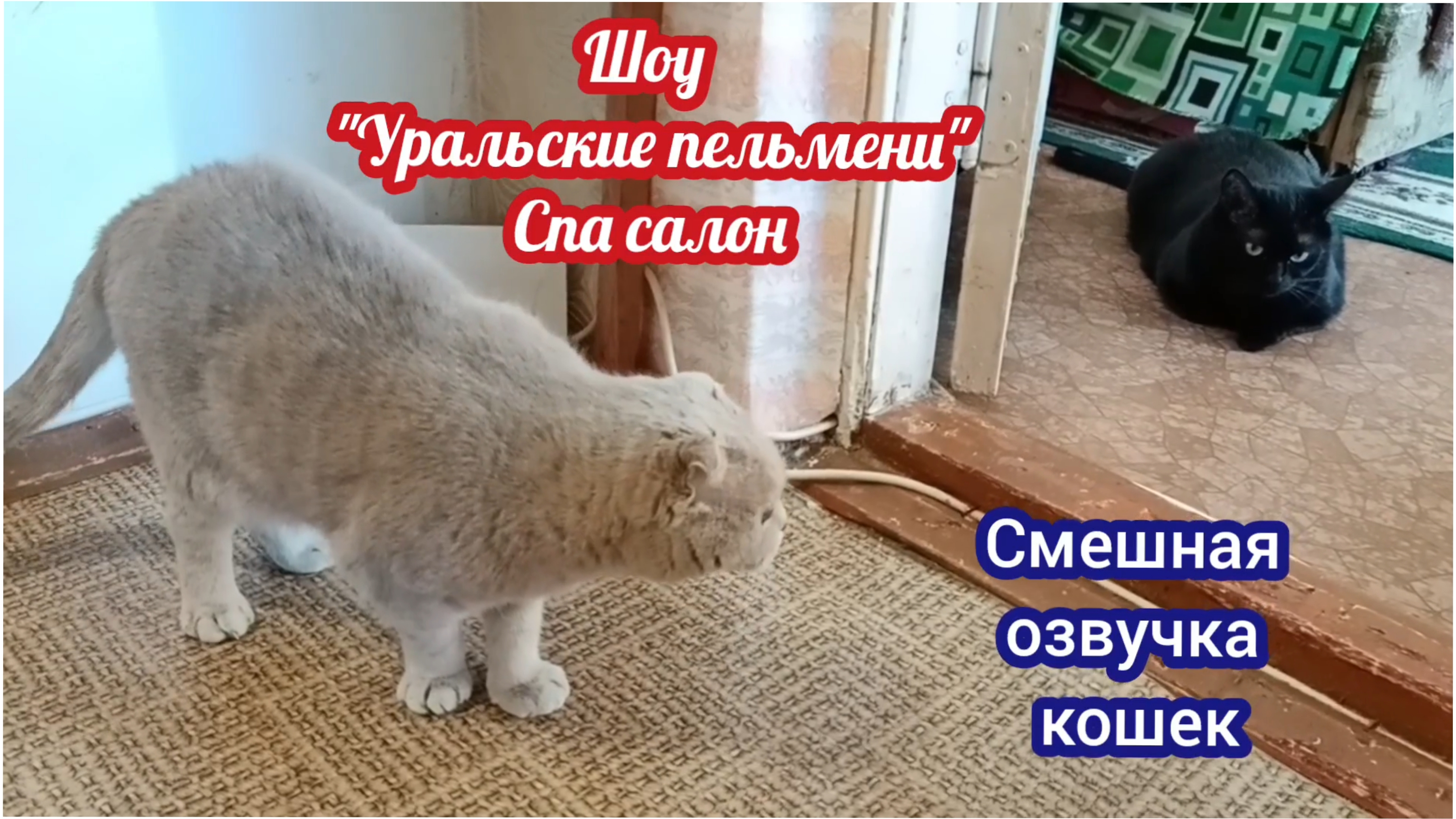 КОШКИ С ОЗВУЧКОЙ.
