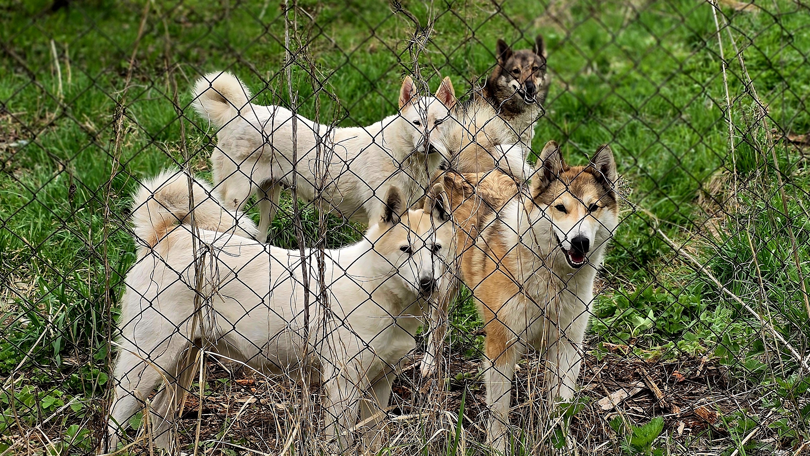 Четыре килограмма за раз