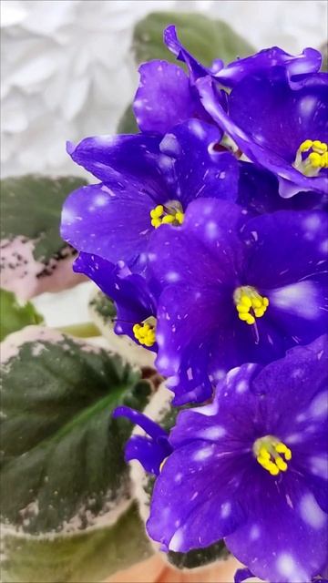 Фиалка Rivermist Galaxy