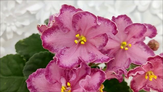 Фиалка АВ-Мексиканский Тушкан