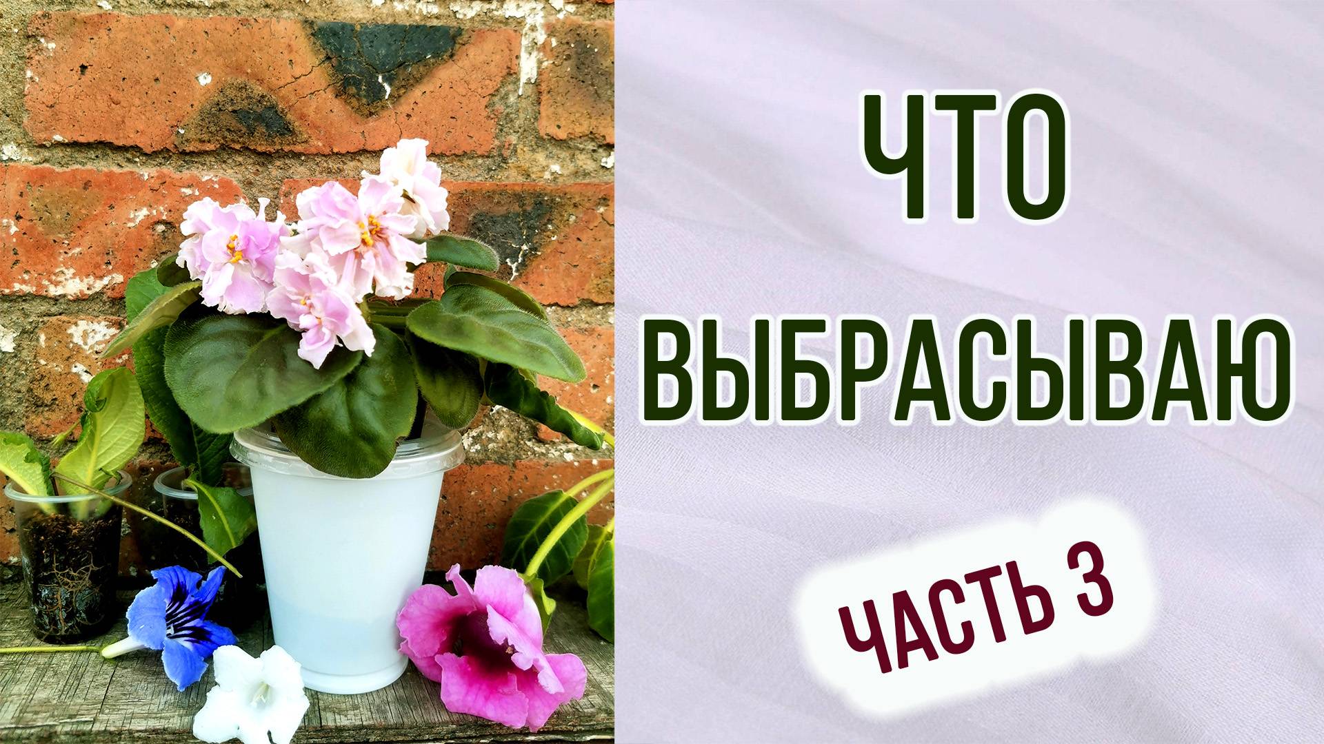 Что выбрасываю. Часть 3. Фиалки.Стрептокарпусы. Глоксинии. Брак.