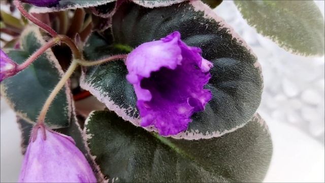 Фиалка Nik-Кони в Яблоко