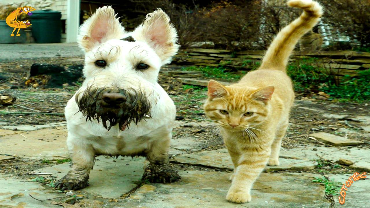 Смешные Коты и Собаки Лучшие Приколы с Животными 19