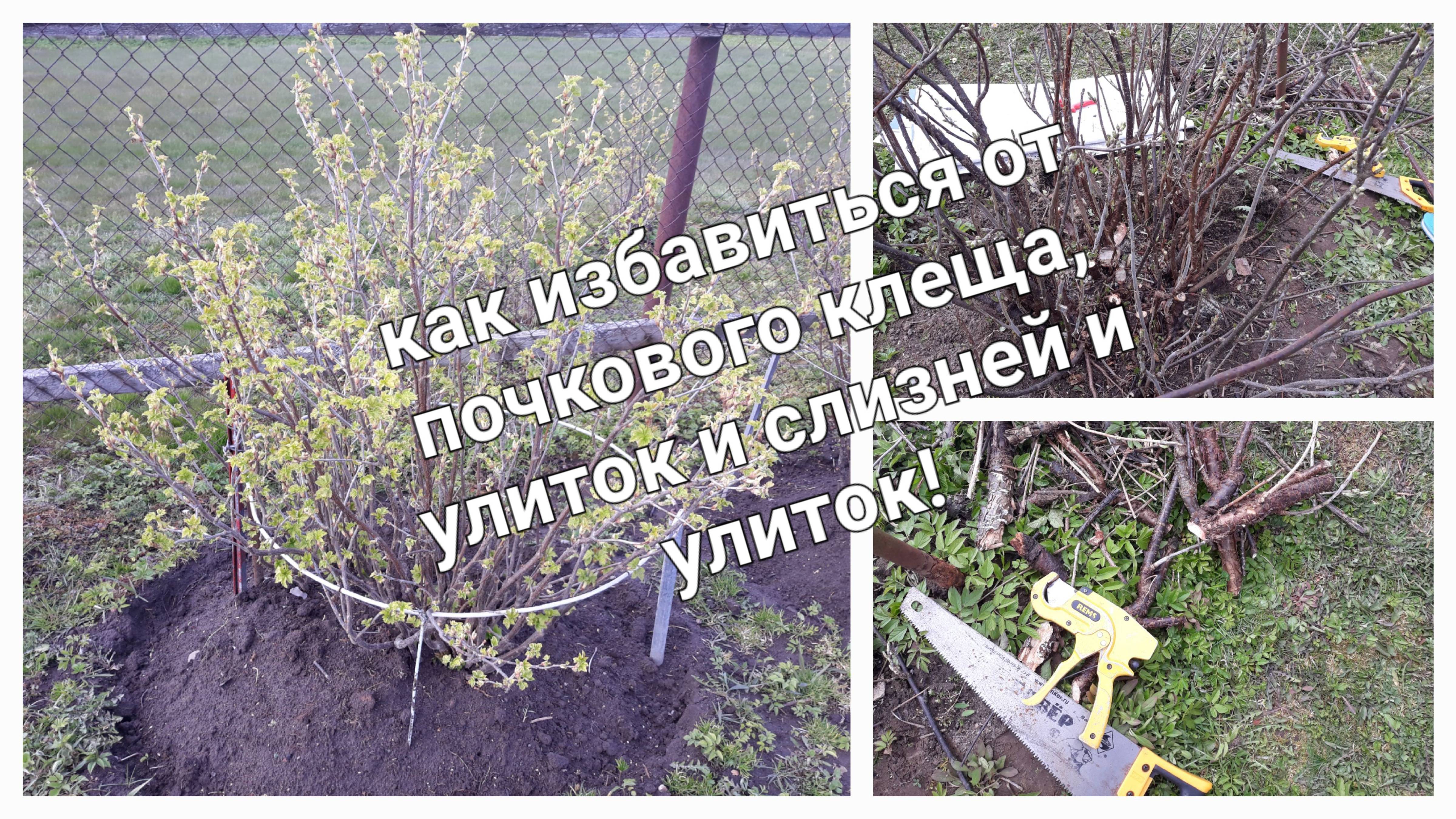 Как избавиться от почкового клеща, улиток под кустами на чёрной смородине..mp4