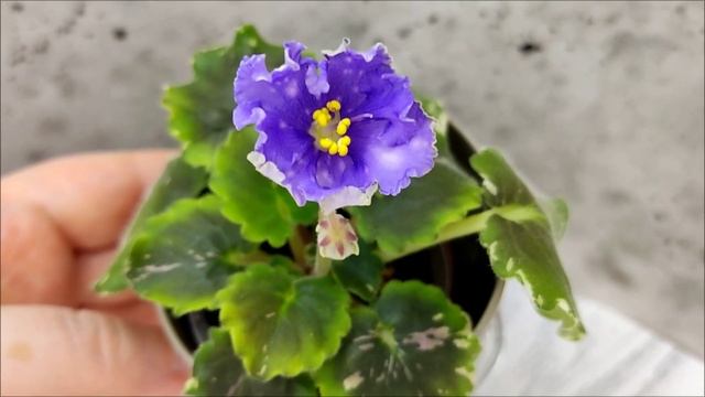 Фиалка Nik-Звезды над Фиджи