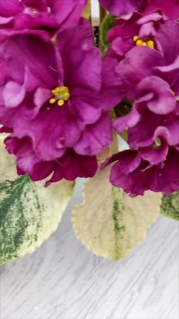 Фиалка ЕК-Африка