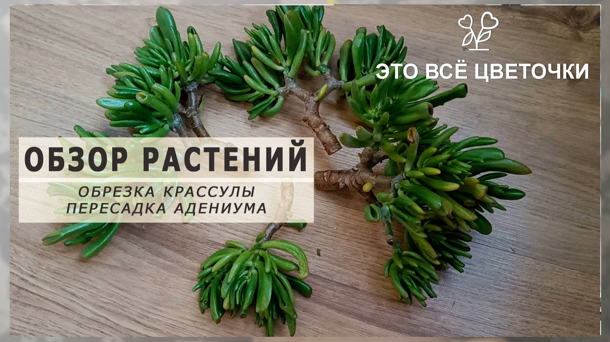Обзор растений. Пересадка адениума. Обрезка крассулы.