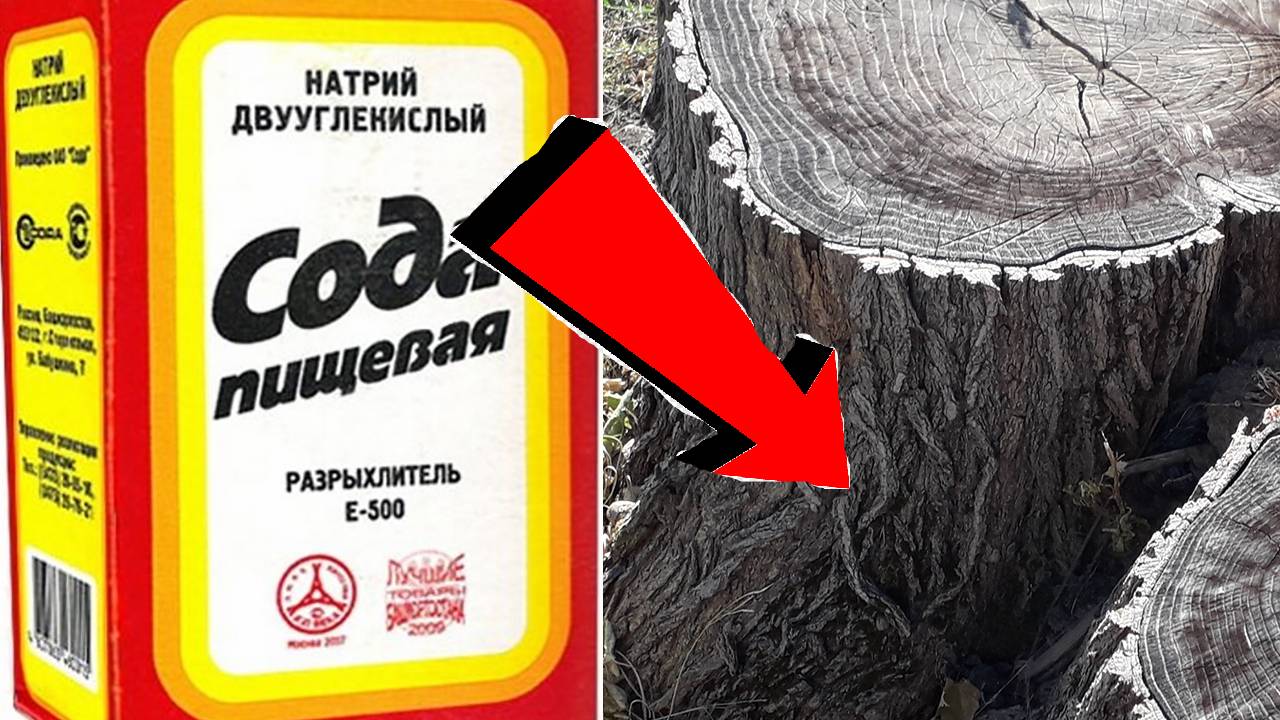 Убрать пень с участка можно за 3 минуты!