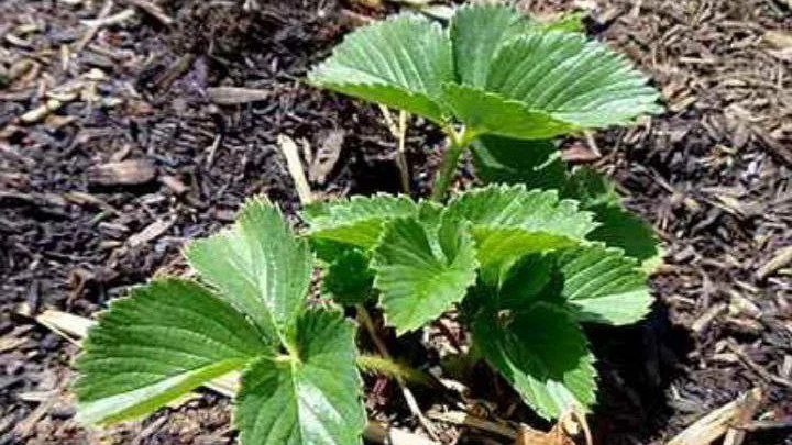 🍓 Секрет гигантских кустов клубники: одна подкормка на весь сезон!