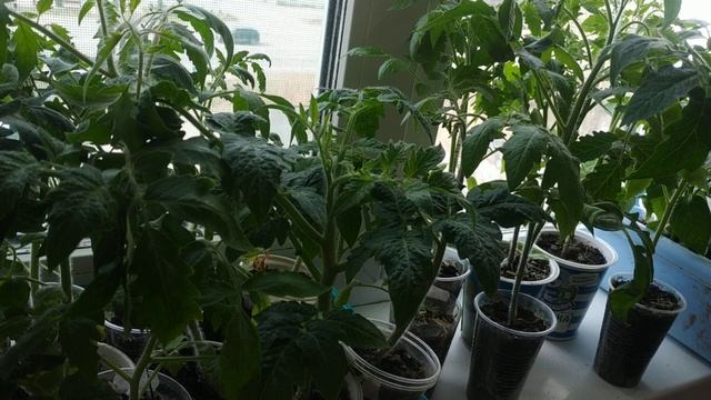 Что делать, если рассада перерастает?