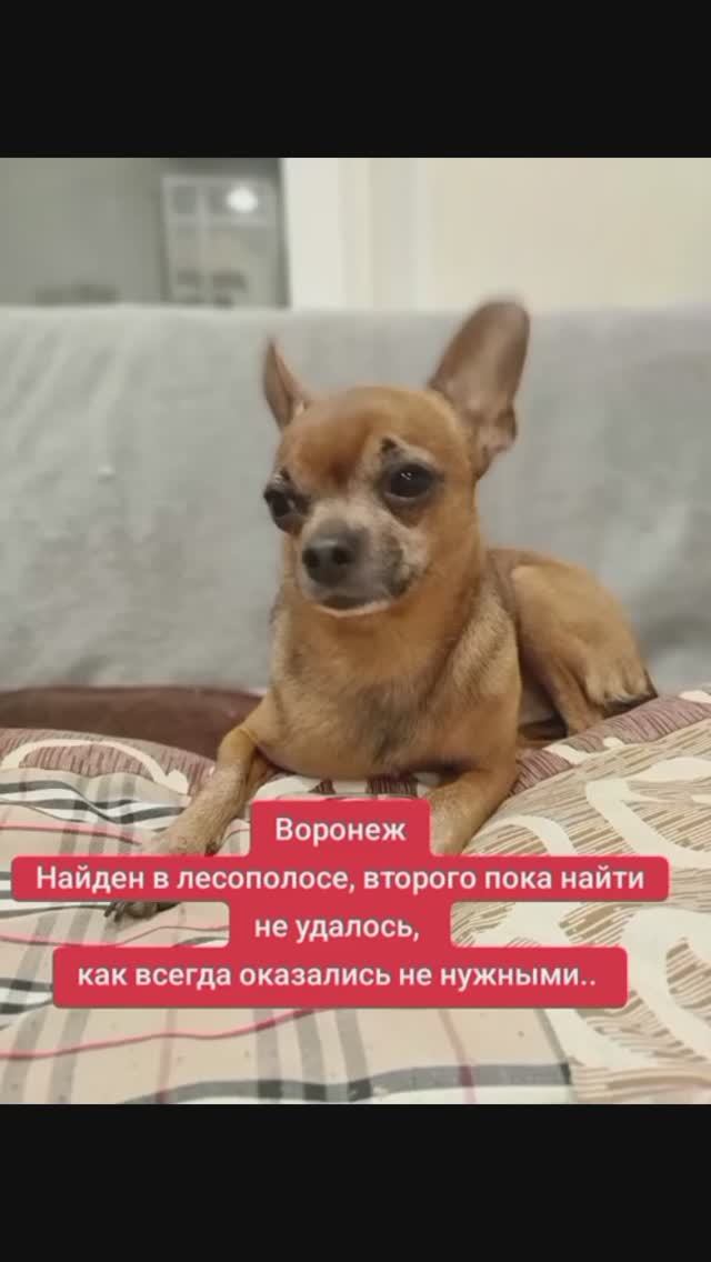 Мальчик той терьера Жора и его пропавшая подружка.