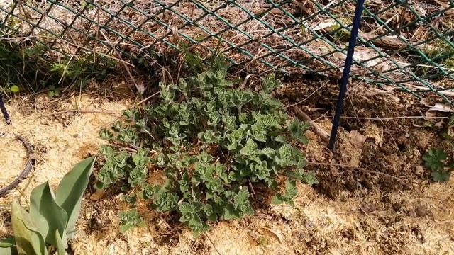 Конец апреля, опять пошел снег. Что у нас на даче!