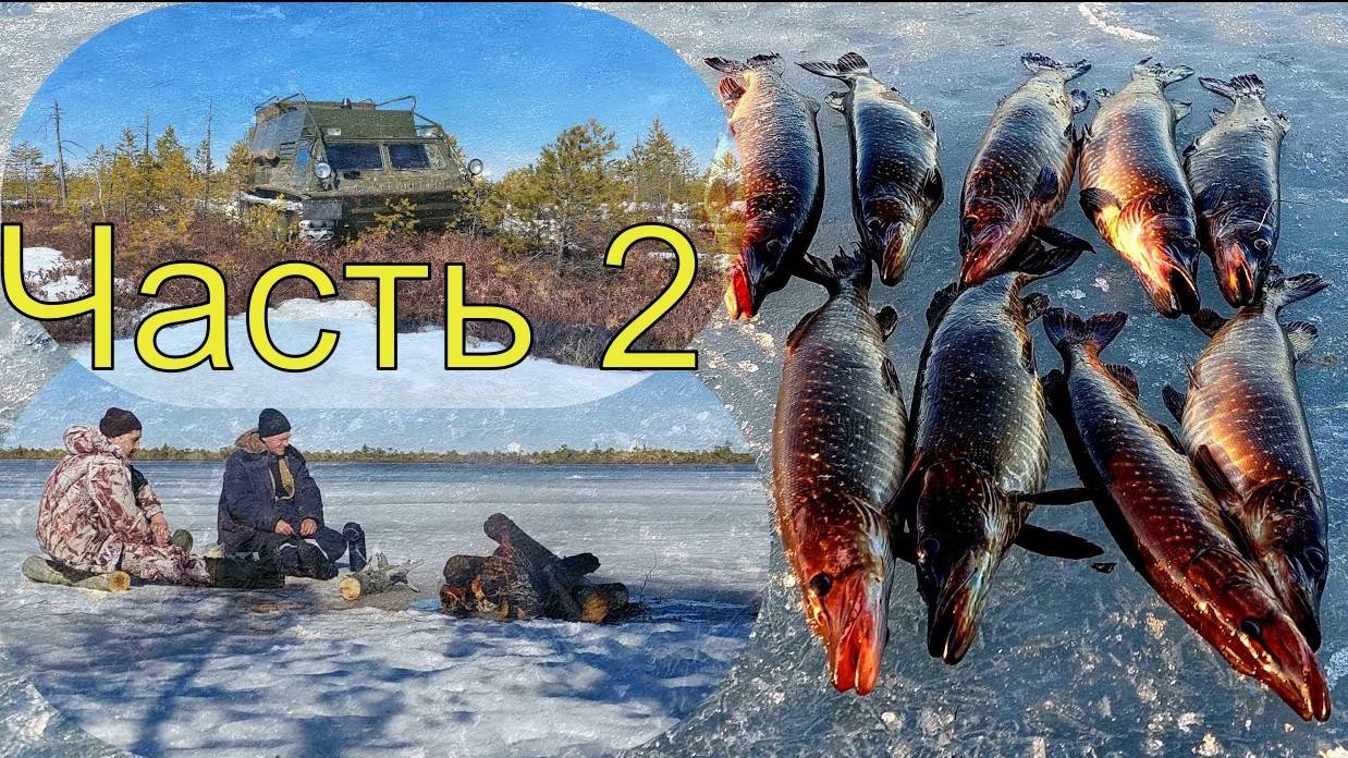 Чёрные щуки ХМАО-Югры. Часть 2