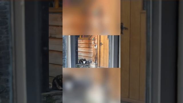 коты как ниндзя везде пролезут