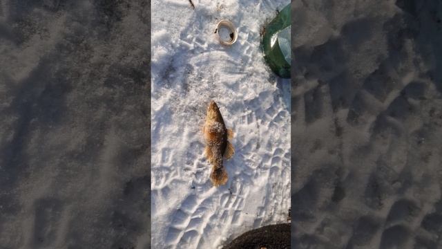 Рыбалка Мордушкой ловлю живца