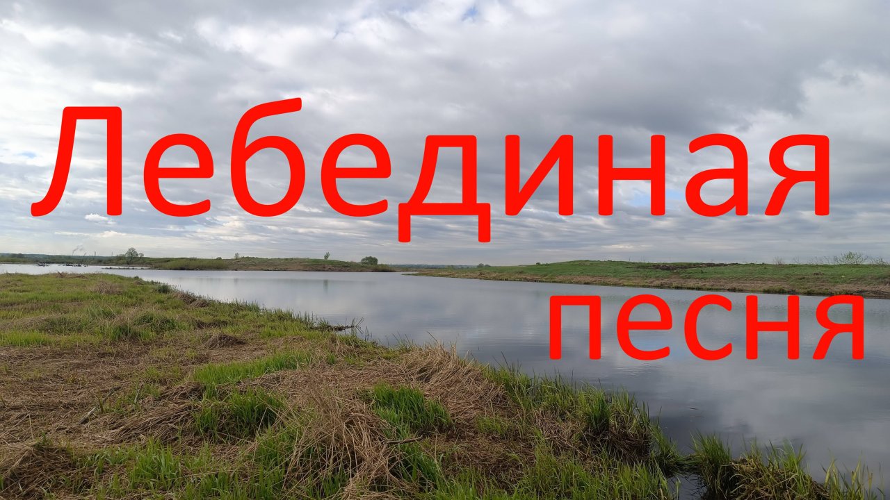 Лебединая песня. 06.05.2024. Лебяжье озеро. Виноградовская пойма. Москворецкий пойменный заказник.