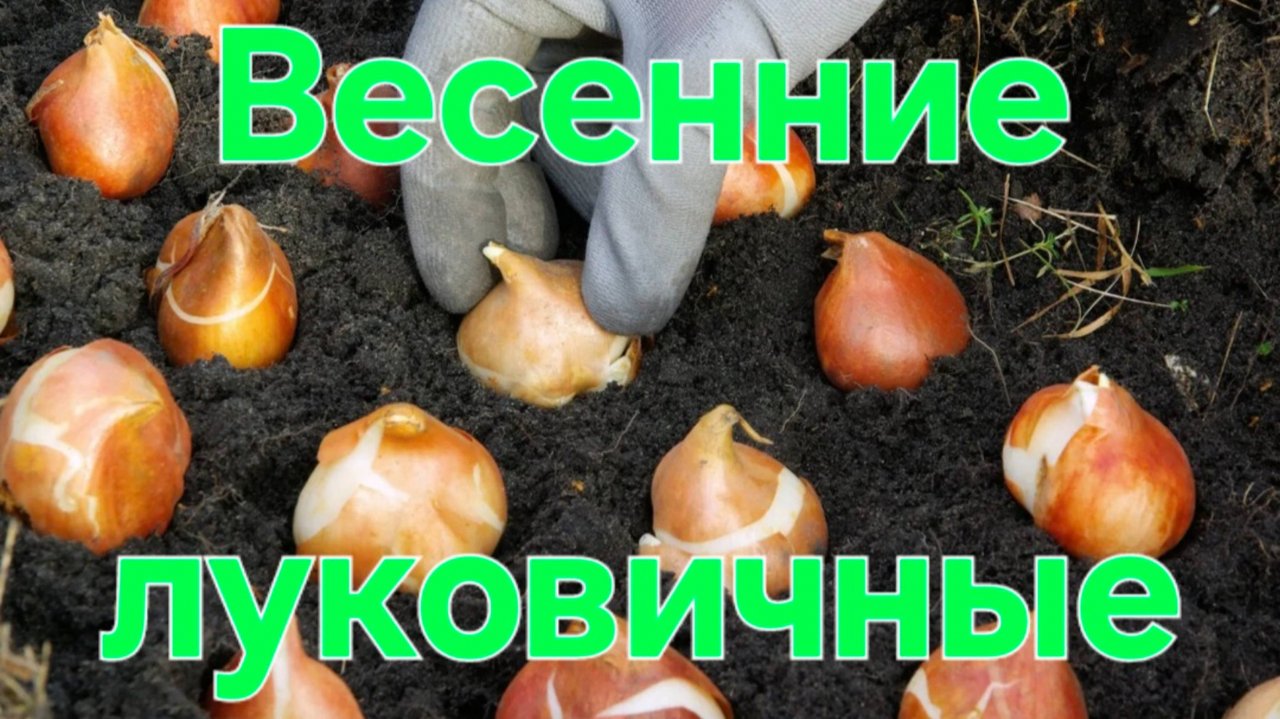 Луковичные многолетники для ранней весны