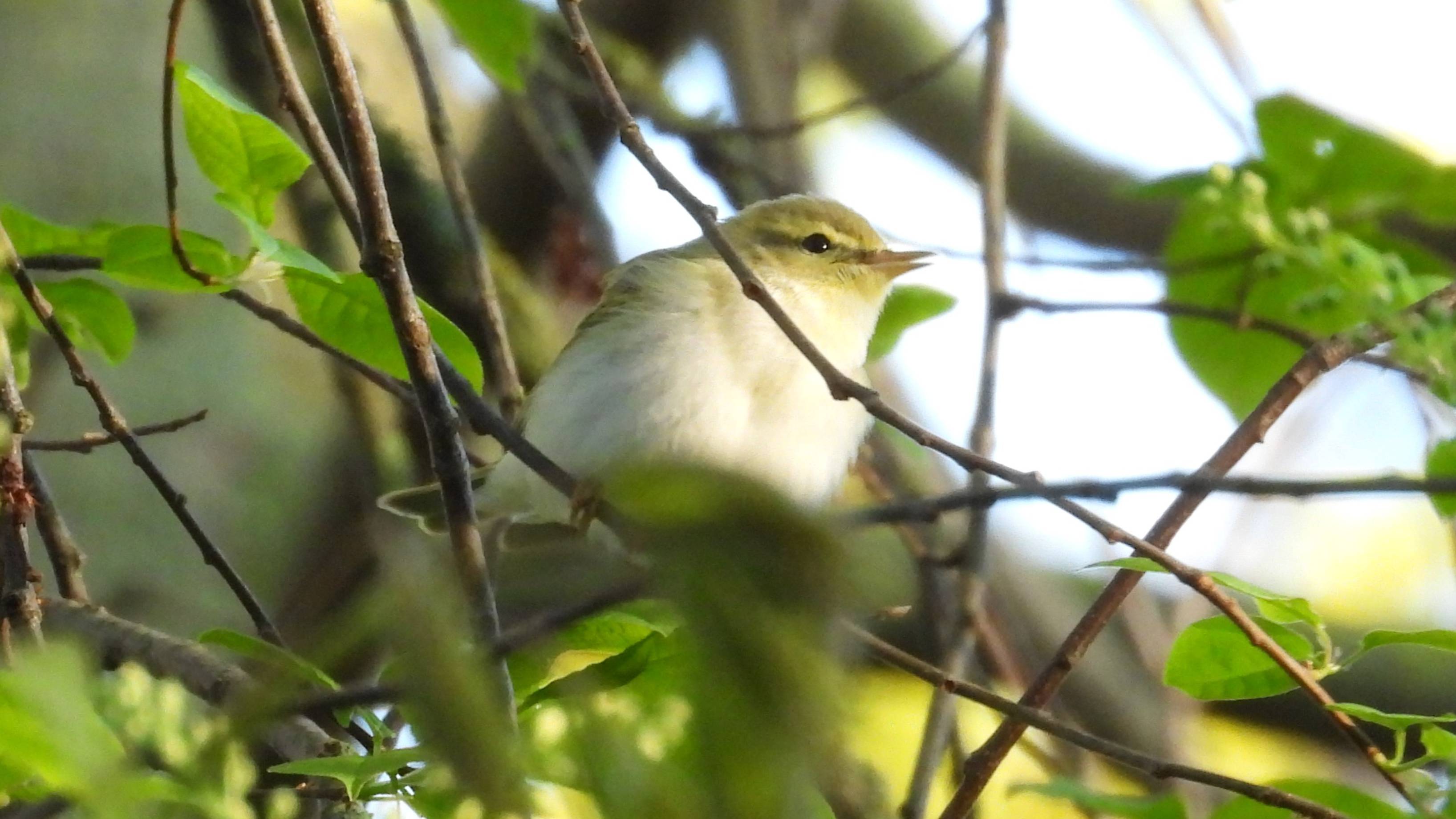 Голоса птиц, Пеночка Трещотка, позывки, наблюдение птиц в Великом Новгороде, 26 апреля 2025