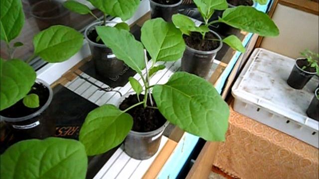 Иногда применяю колышки для рассады