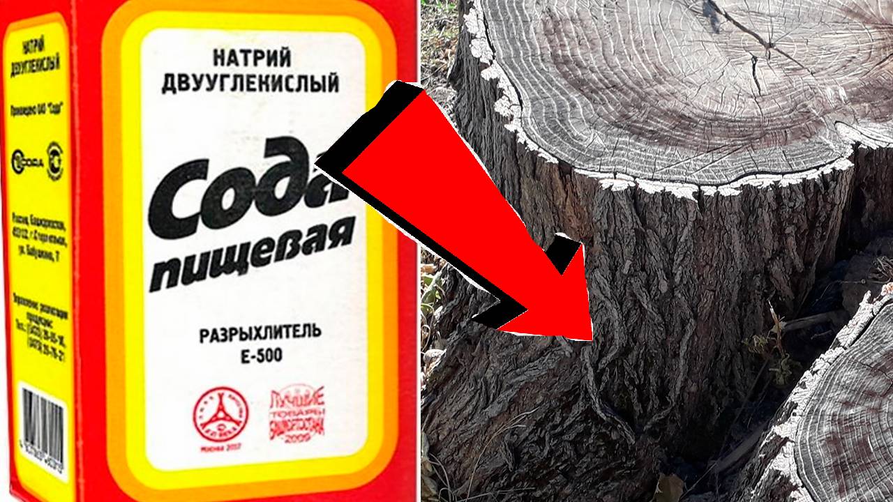 Как удалить пень без механического выкорчёвывания За 3 Секунды!
