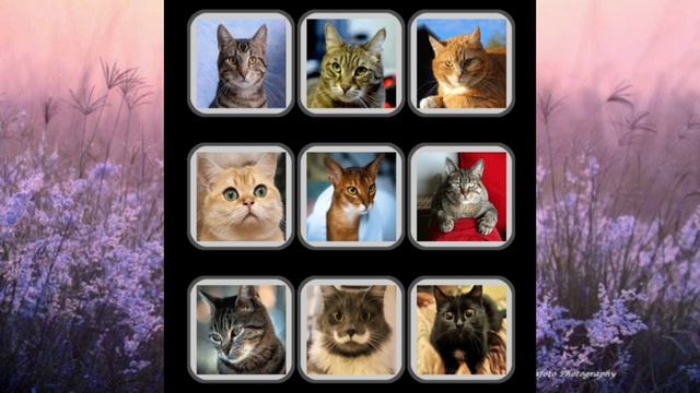 АСМР Мурчание и звуки Кошек #1/ Звуки для расслабления, сна и релаксации/ мяуканье кошек