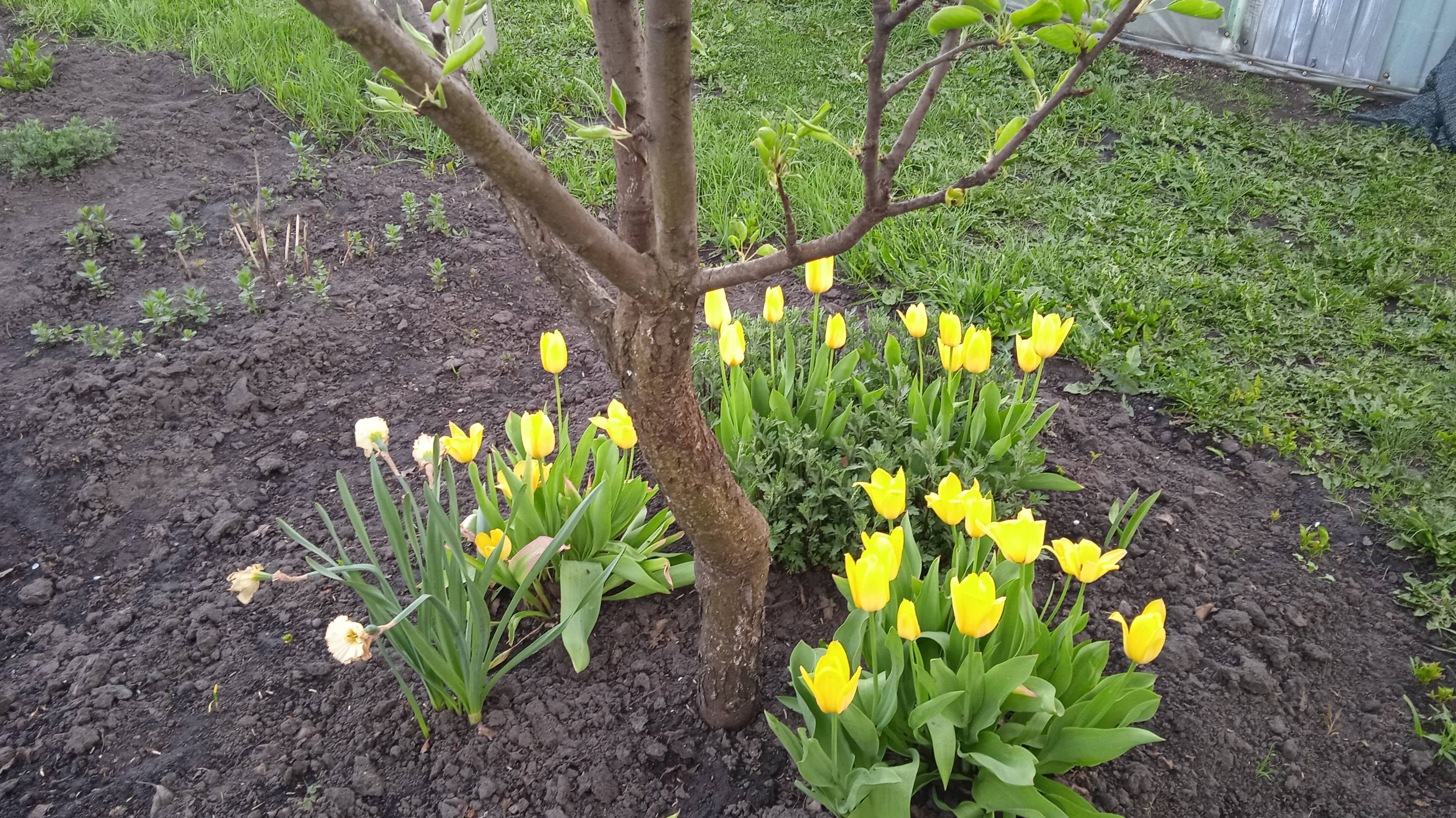 25.4.25г.  Шикарно Цветут ЖЁЛТЫЕ ТЮЛЬПАНЫ!!!   НАРЦИССЫ Отцветают!!!