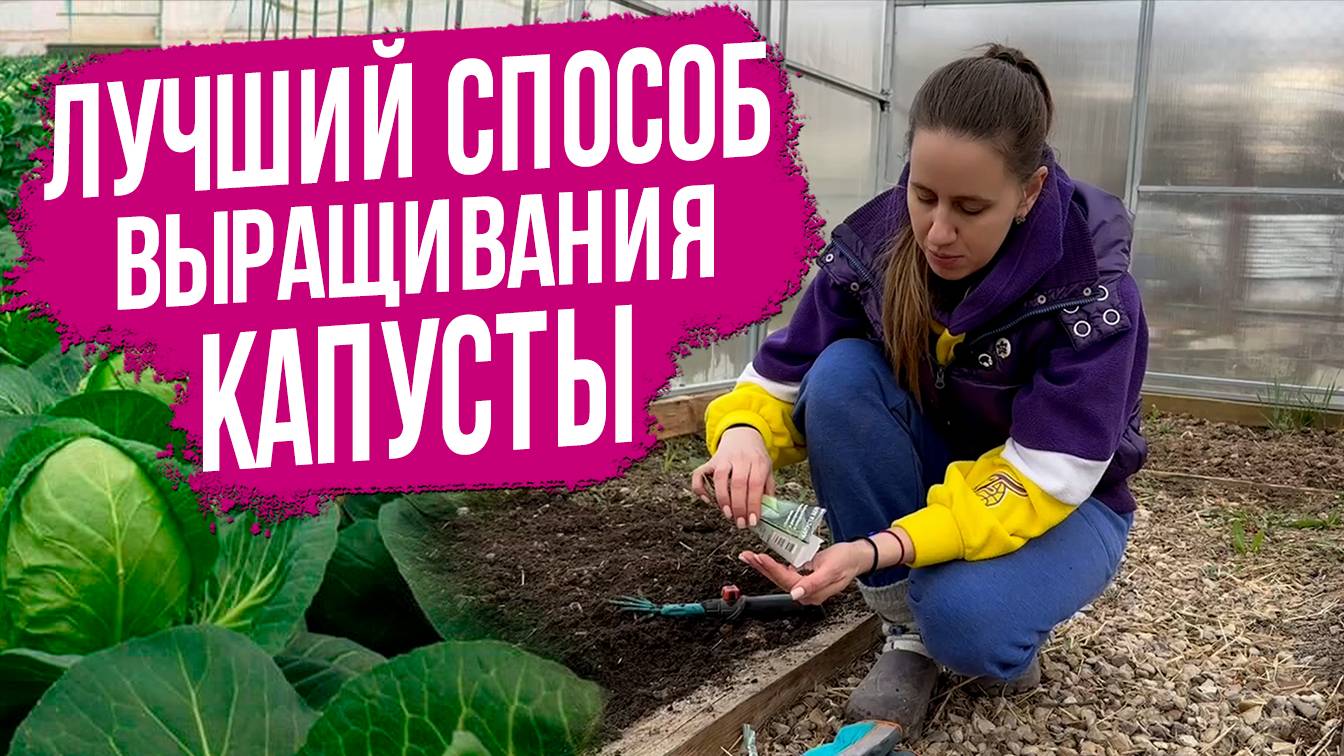 Как вырастить капусту через рассаду в теплице. Сорта и гибриды капусты.