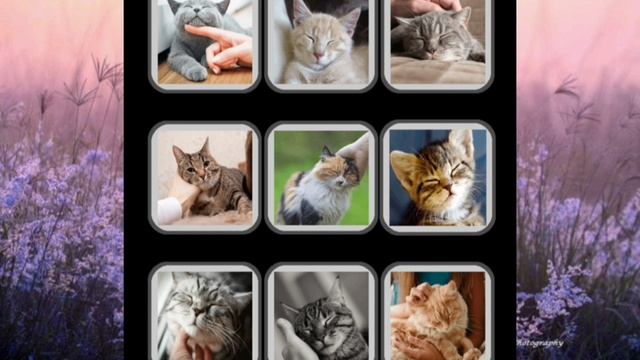 АСМР Мурчание и звуки Котят #1/ Звуки для расслабления, сна и релаксации/ мяуканье котят