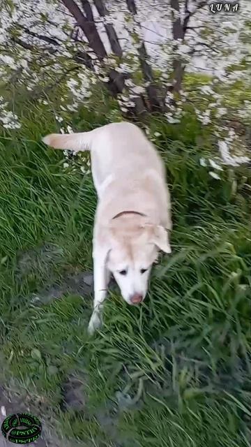 Вишня & Луна