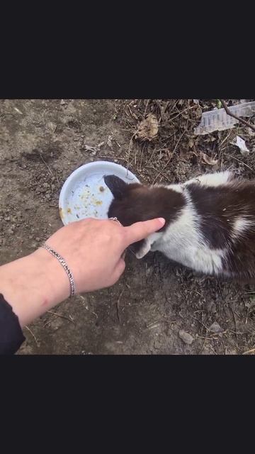 Покормили бездомных котов, и кошек