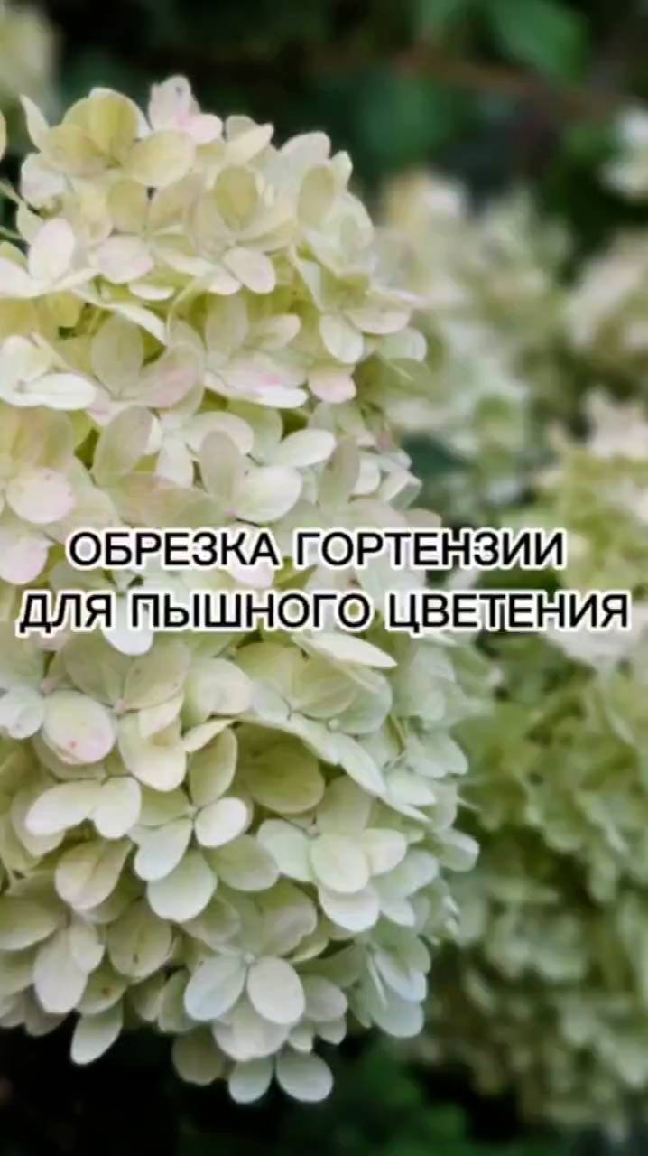 Обрезка гортензии для ПЫШНОГО цветения.