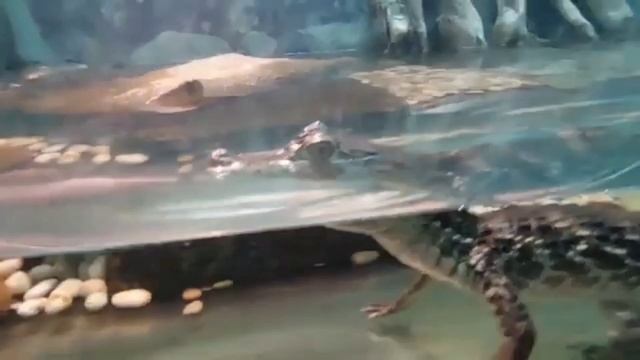 Ростовский зоопарк. Водный мир