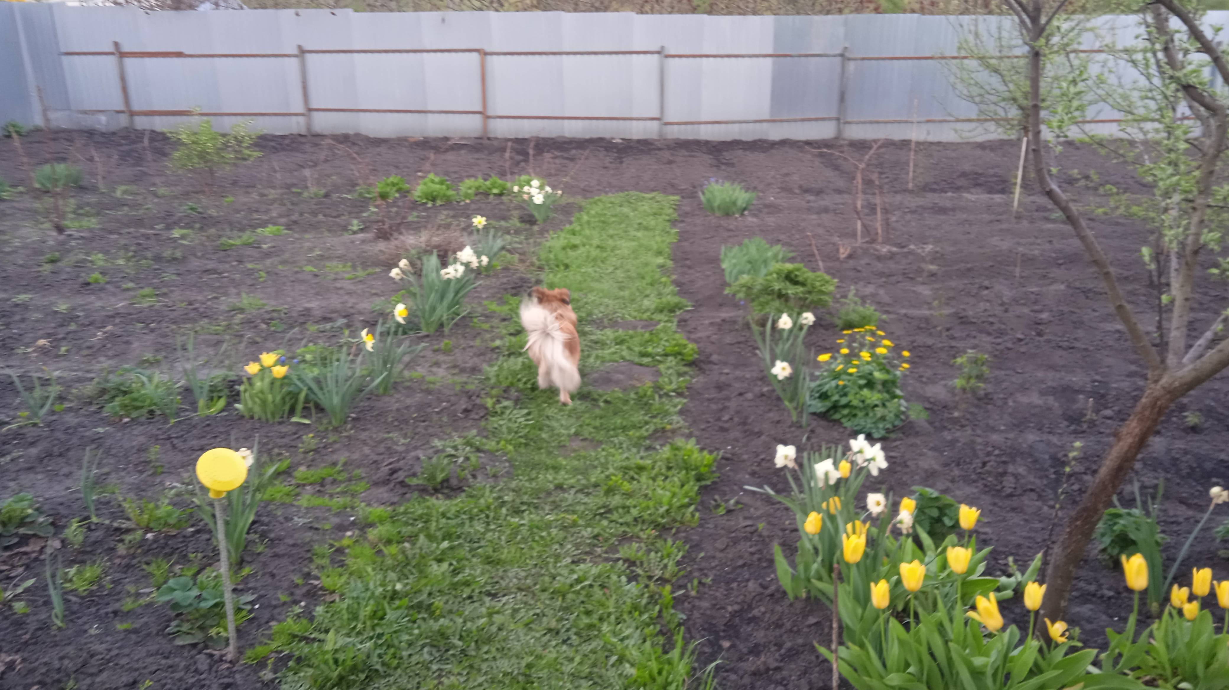 25.4.25г. Обзор ОГОРОДА!!!!  Что Сделала и Что  СДЕЛАТЬ!!!