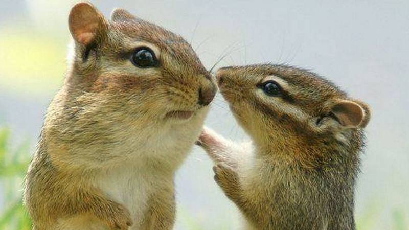 Бурундуки. Прогулка по лесу. Бор. Хорошая погода, природа. Сосновый лес. Пора любви. Животные. Весна