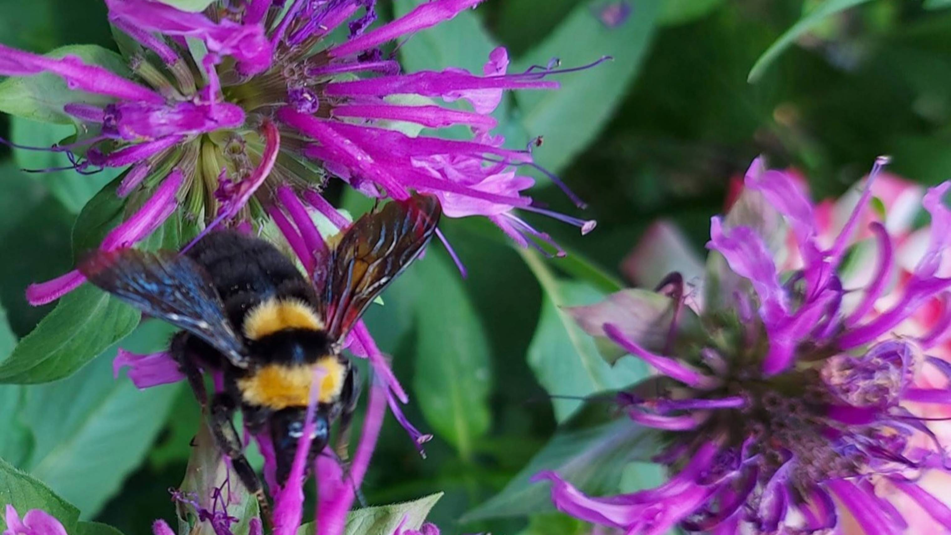 Цветок Монарда. Многолетнее декоративное и ароматное растение.