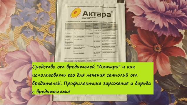 Средство от вредителей Актара и как использовать его для лечения сенполий от вредителей.