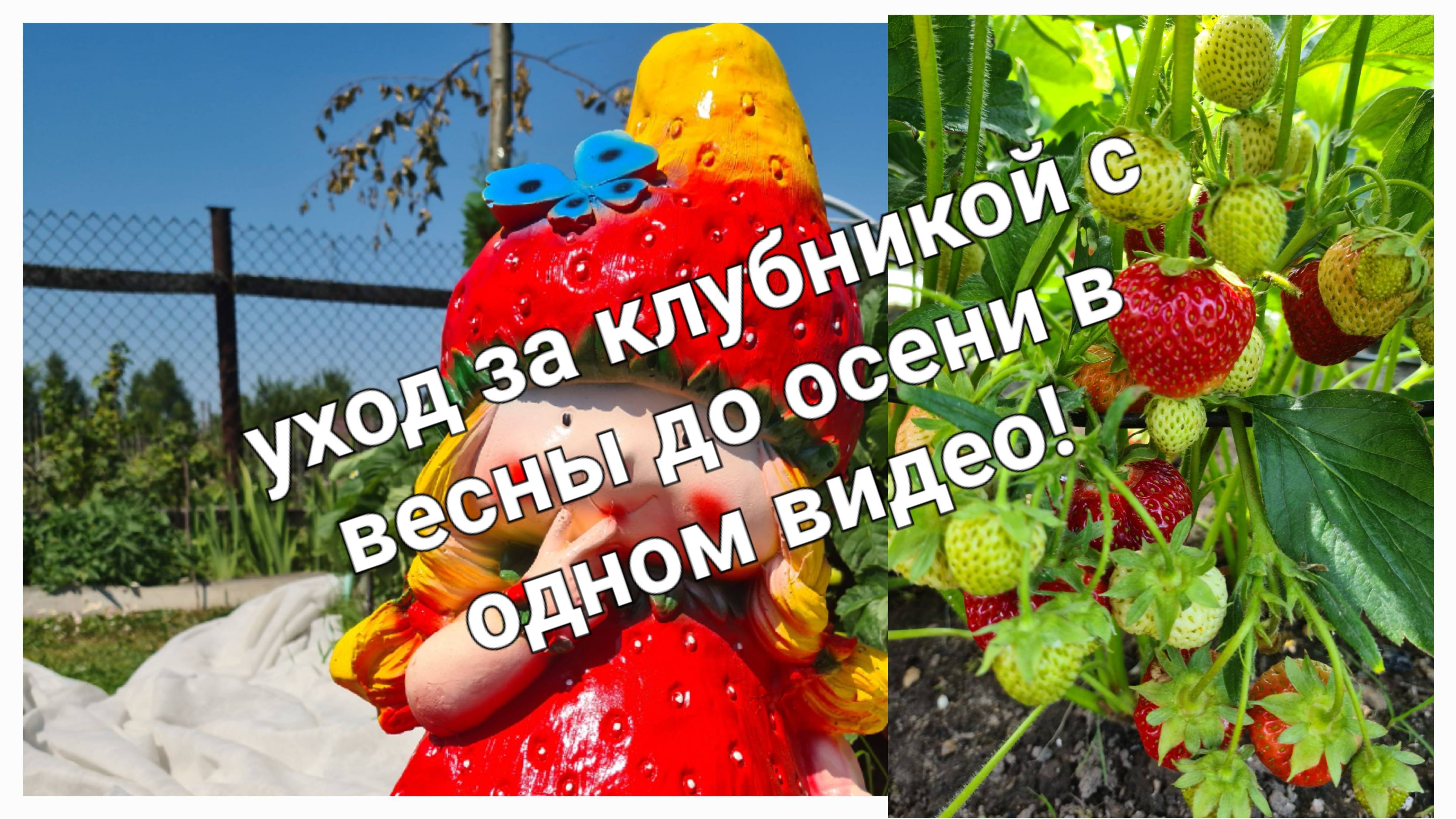 Уход за клубникой с весны до осени за 2 минуты.