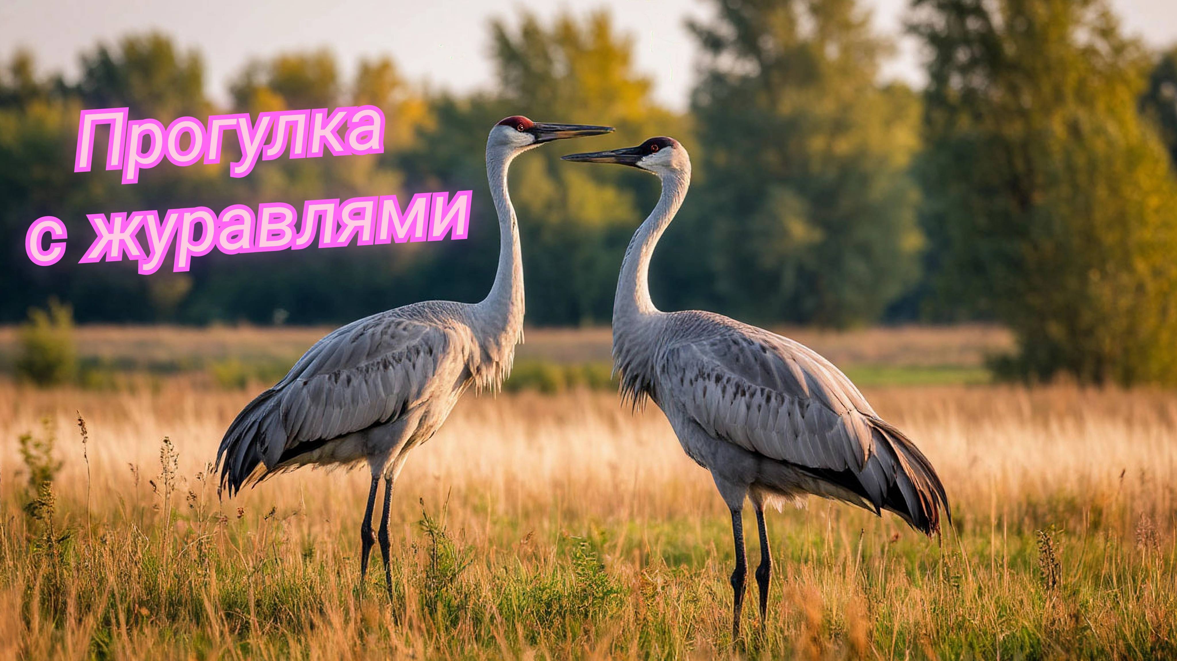 Музыкальная прогулка с журавлями: редкие моменты любви на фоне природы. Как они находят друг друга