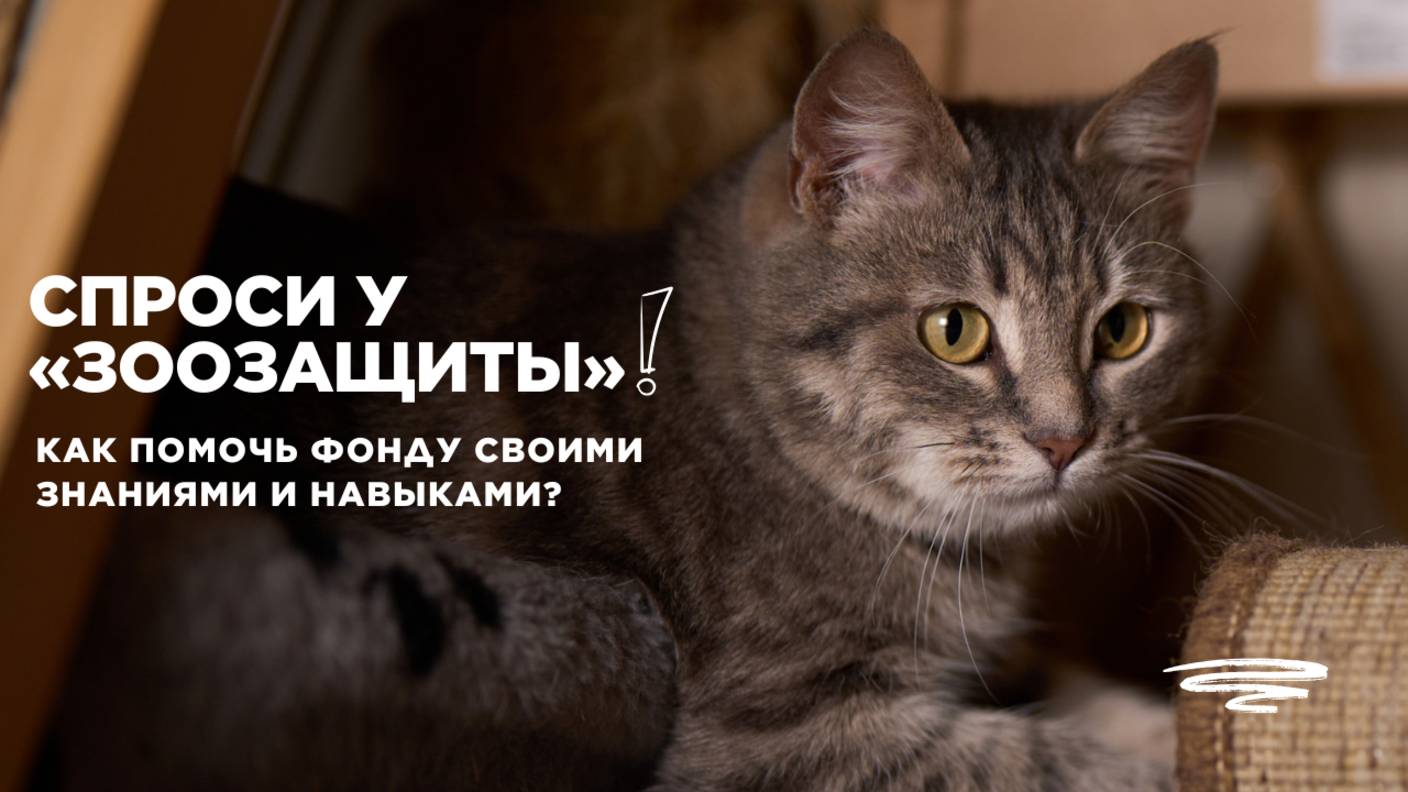 Как помочь Фонду своими знаниями и навыками? Рассказываем сегодня в рубрике «Спроси у "ЗООзащиты"»!