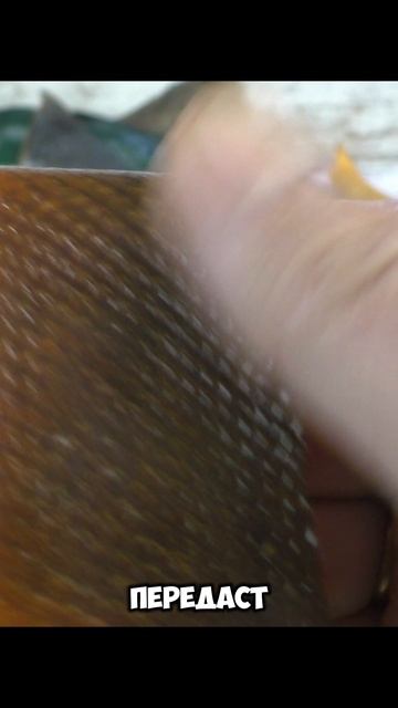 Кожа кеты выделаная и окрашенная в домашних условиях,