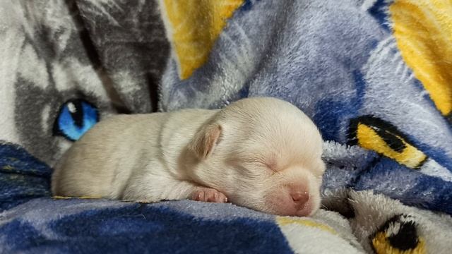 Крик Души, заводчика с 20 летней практикой. Вся ПРАВДА о РОДАХ чихуахуа!