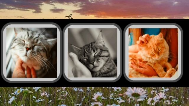 АСМР Мурчание и звуки Кошек #4 / Звуки для расслабления, сна и релаксации/ дыхание кошек и звук