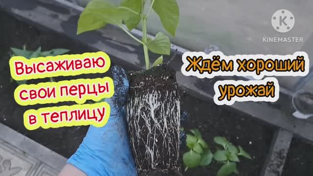 Высаживаю  свои перцы в теплицу! Ждём хороший урожай!