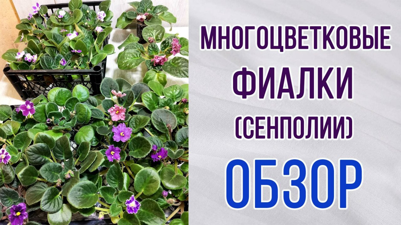 Новый роспуск фиалок. Обзор. Многоцветковые фиалки (сенполии). Селекция.