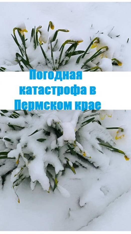 Погодная катастрофа в Пермском крае - снег обнулил надежды огородников!