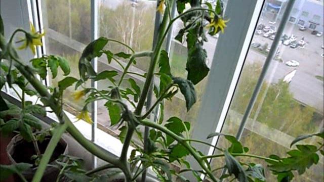 Рассада 29 апреля